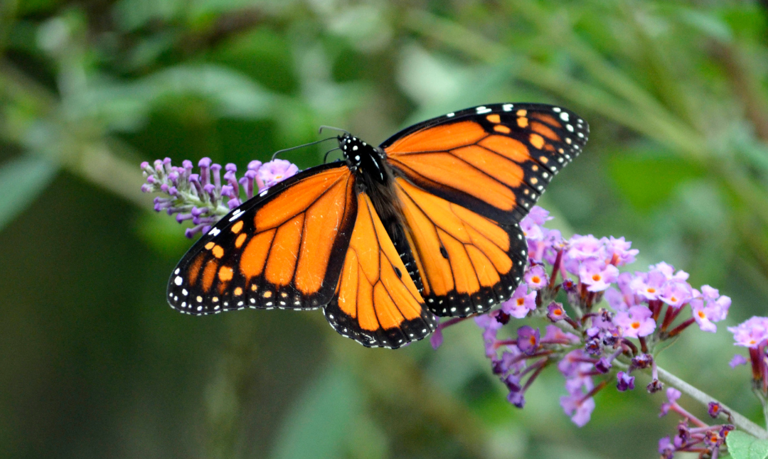 Die 4 Schritte zu Ihrer Metamorphose als Führungskraft 🦋