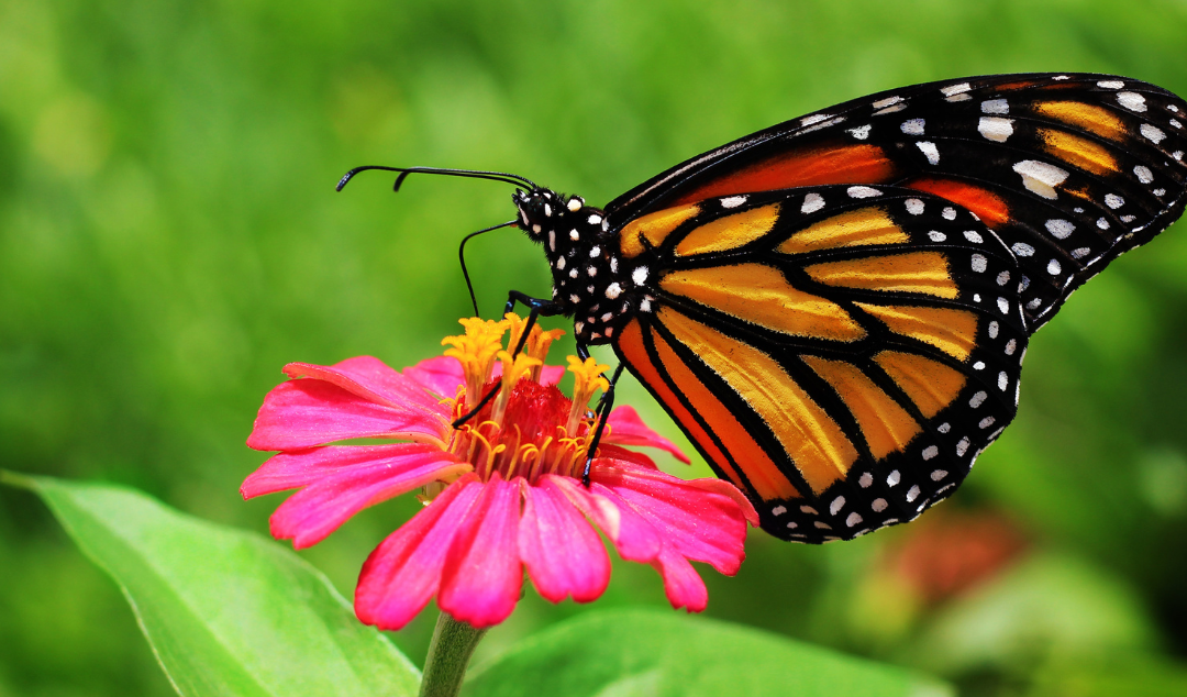 Vom Reagieren zum Führen: Das Schmetterlingsprinzip 🦋